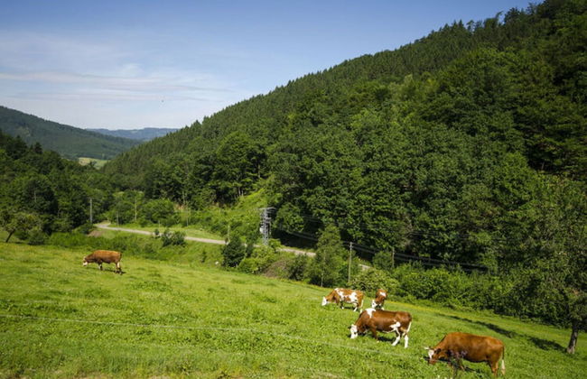 Holiday Apartment Hohe Stein - Foto 24