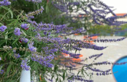 Pantheon Apartments & Studios - Photo 96