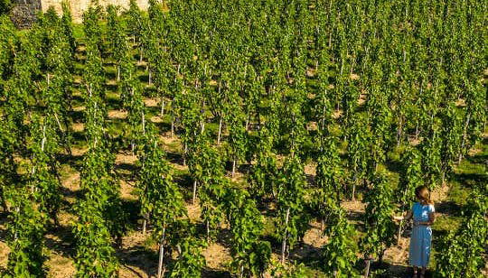 Viñedos del valle del río Ródano