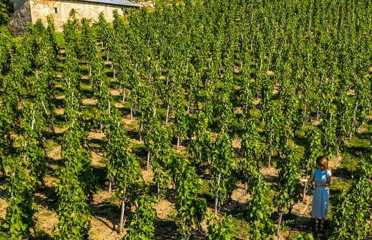 Cata de vinos y quesos en el valle del Ródano - Foto 4