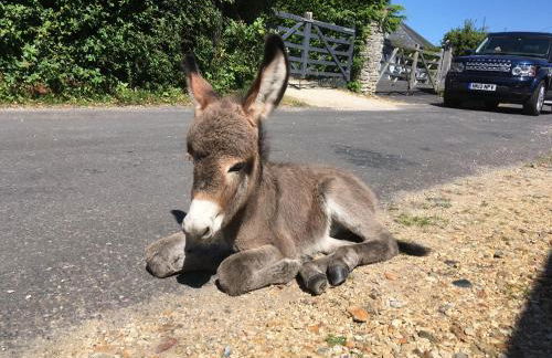 Oak Tree Cottage, Charming, Rural New Forest Home - Foto 46