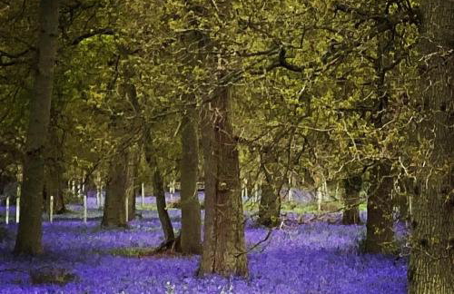 Charming Country Cottage with Lovely Views - Foto 20