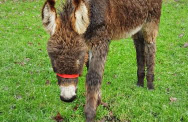 Les Gites de Claire - Foto 50