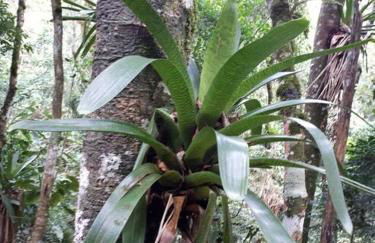 Tao da Serra - cabana em meio à natureza! - Foto 44