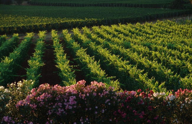 Agriturismo Fattoria Il Casalone - Foto 31