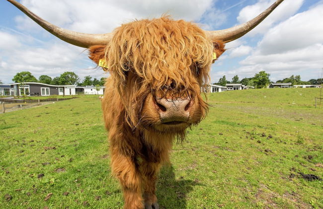 Modern, Spacious, Detached Holiday Home, Near Alkmaar - Foto 29