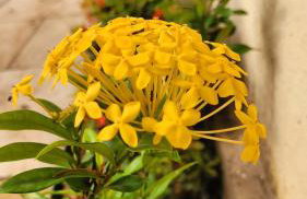 Casa à beira mar de Maragogi com 4 quartos, 4 banheiros e Área Verde - Foto 67