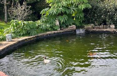 Country garden lodge on Devon Cornwall border - Foto 10