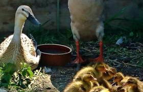 Ferienwohnung Herpich - Foto 21