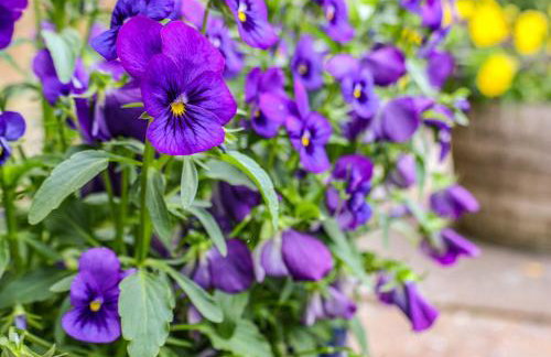 The Old Sweet Shop - Foto 46