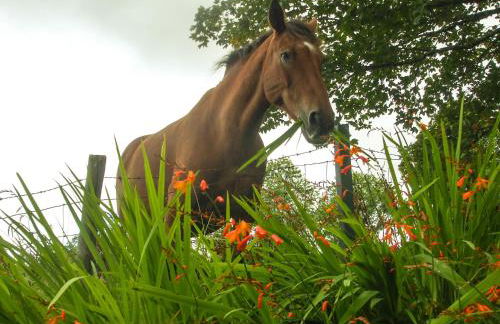 1 Penygroes - Foto 15