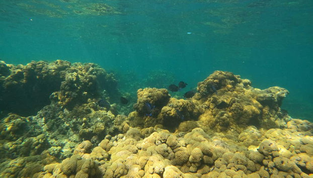 Snorkel en Barú - Foto 3, Arrecifes en los fondos marinos de Barú