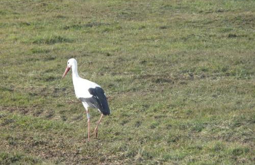 Le Parc du Marlenberg - Foto 2