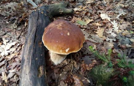 Casa Rural Eguzkilore - Foto 41