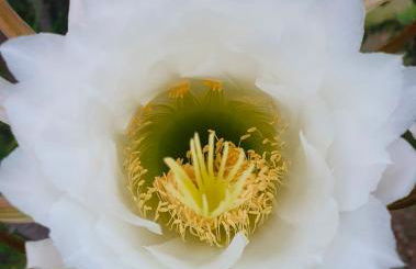 Odori di zagara - Foto 38