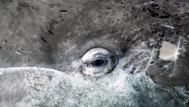 Observation des baleines grises à la baie de Magdalena - Photo 4