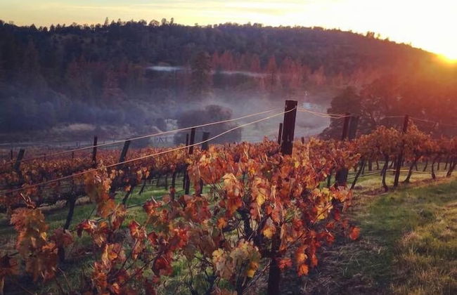 Papillon Cellars - Foto 21