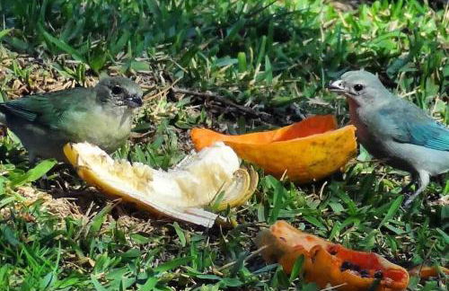 JoaquinaHouse Paraíso exclusivo, acesso a praia - Foto 43