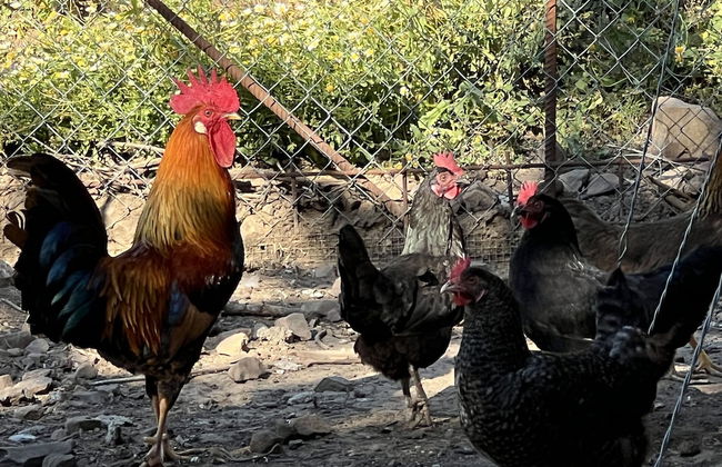 Agriturismo Bosco Pianetti - Foto 23