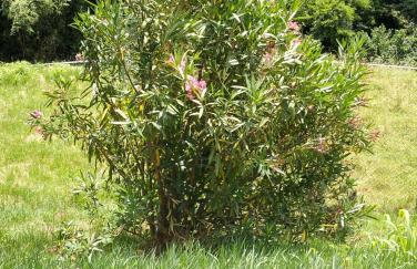 Casale Valdilana - Foto 43