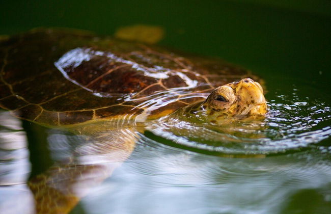 Villa Kelebek Paradise Private Pool A C Wifi Car Not Required Eco-friendly - 2234 - Photo 68