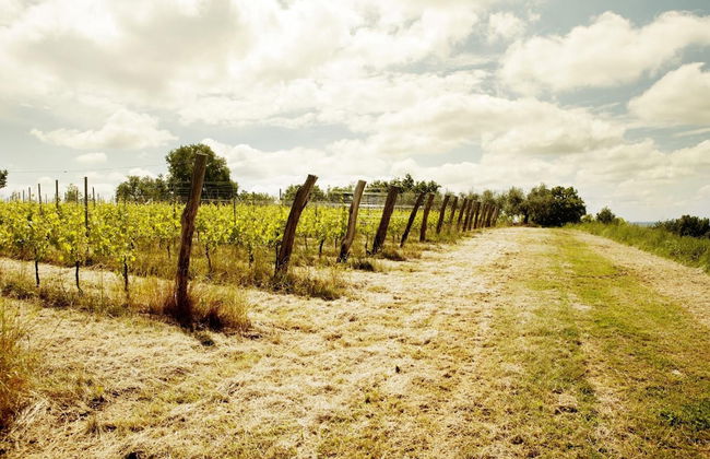 L'Uva e le stelle - Foto 36