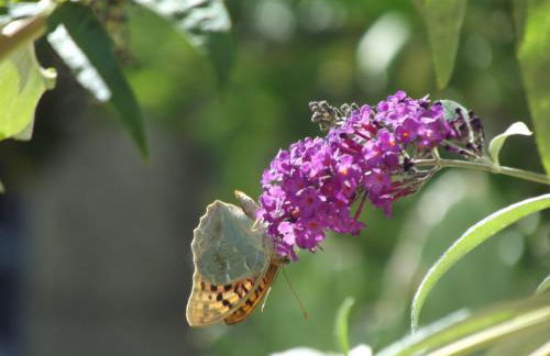 Douro - A Casinha da Ana - Photo 22