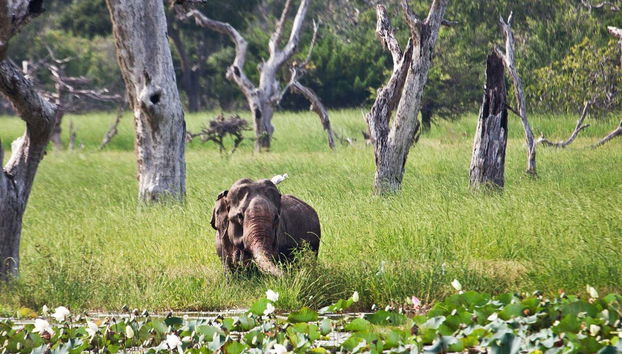 En Yala habita una destacada colonia de elefantes asiáticos