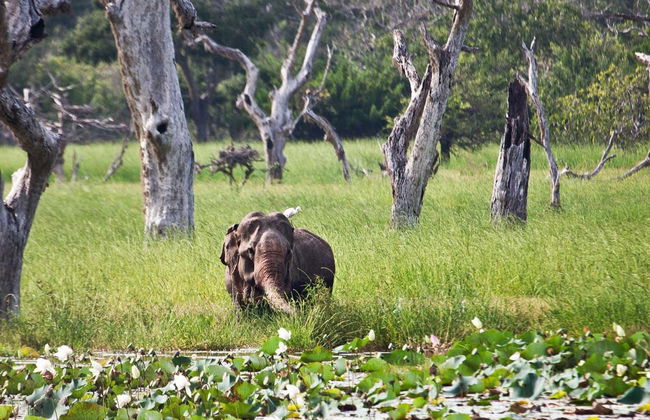 Safari privé dans le parc national de Yala - Photo 4