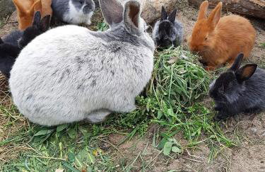 Agroturystyka Pod Pstrągiem - Foto 23