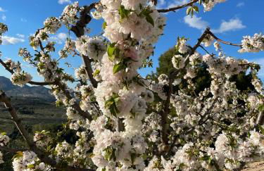 El Mirador de Benialfaqui, apartamento Els Olivers - Foto 20