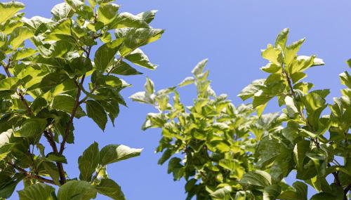 Chioureas apartments - Foto 3, Garden