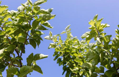 Chioureas apartments - Foto 3