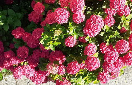 Ferienwohnung Im Fischerhäusle - Photo 20