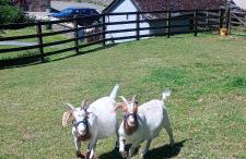 Fentrigan Manor Farm & Holiday Cottages - Foto 15