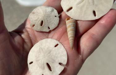 Oceanfront Studio on Longboat Key! - Foto 53