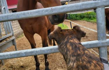 Pension Kostera 1 OG - Foto 23