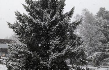 Perce-neige - Foto 26