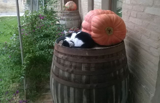 Agriturismo Bassarì - Photo 25