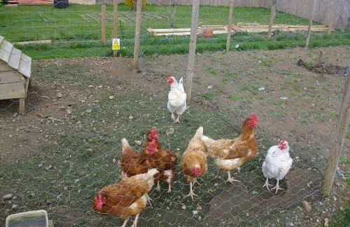 The Old Cowstall - Foto 23