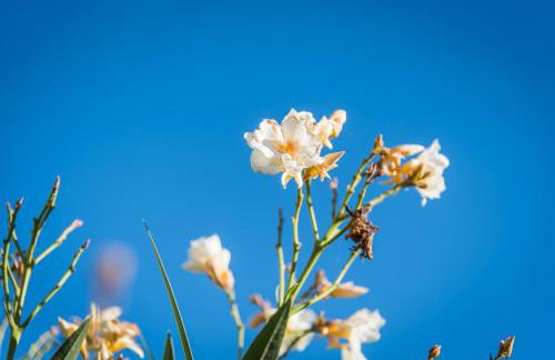 Rural House Gluic - Foto 44