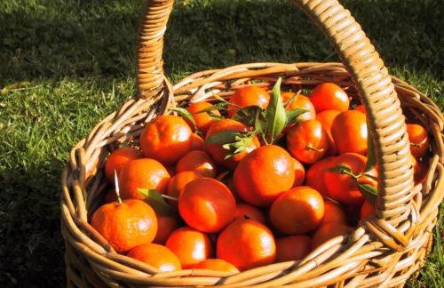 Finca Cas Sant - Foto 42