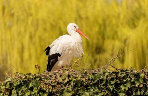 Cigogne et Bretzel - Foto 18