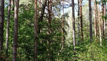 Po Prostu Las - Foto 2