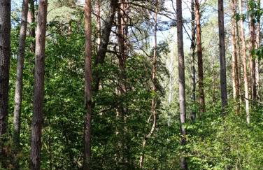 Po Prostu Las - Foto 2