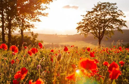 Ferienwohnung im Grießetal - Foto 14