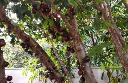 Casinha Charmosa & Rústica - Foto 10