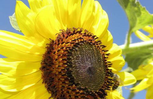 Agriturismo Borgo Santa Maria - Foto 63