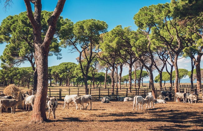 Poggiolivi Agriturismo Bio in Maremma - Photo 26