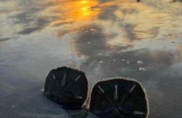 Malie Bangalô - Alagoas - Photo 91